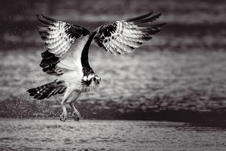 Osprey coming up from water without a catch