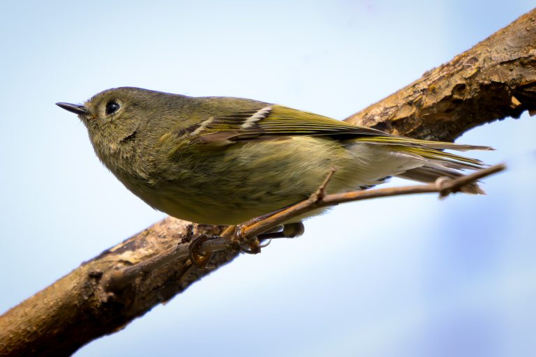 Ruby-crowned Kinglet perched on a tree branch