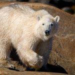 Polar Bear in Churchill Manitoba