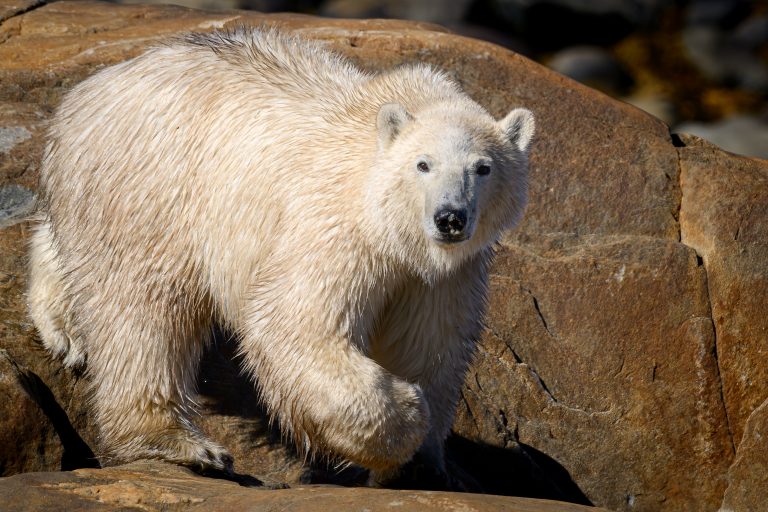 Polar Bear in Churchill Manitoba