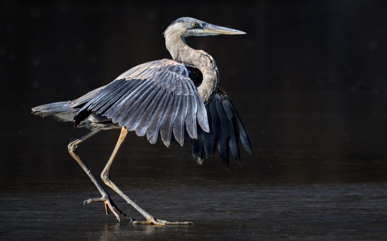 Great Blue Heron Coming to a Stop on Ice