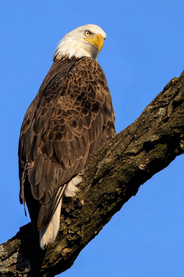 Bald Eagle on Tree Branch