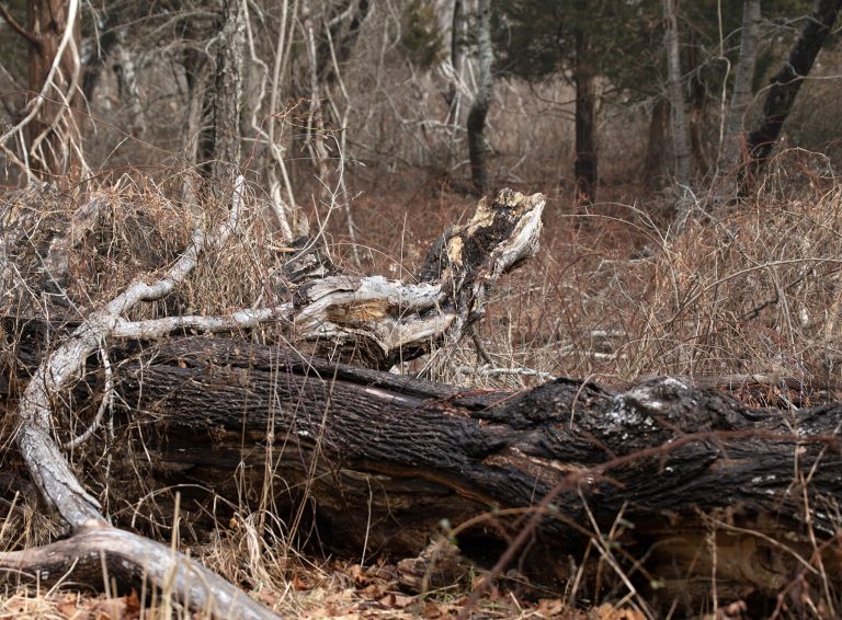 Fallen tree in tree-lined area