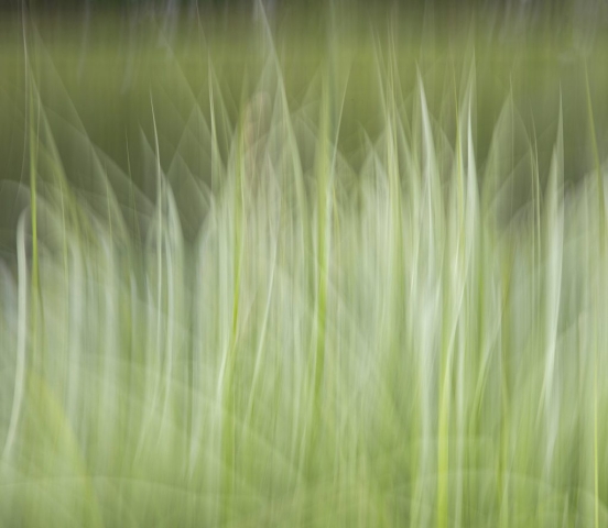 Grasses in the Fog