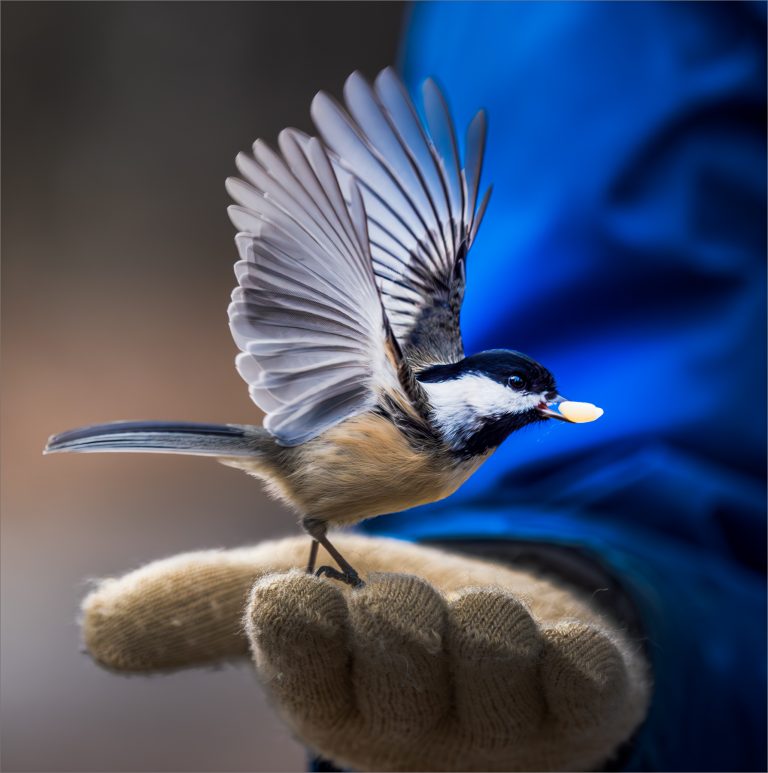 bird about to fly out of woman's hand