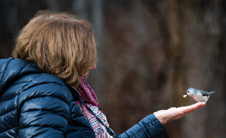 Woman with hand extended and tufted titmouse grabbing food from hand