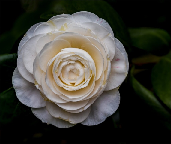 Macro of White Camellia