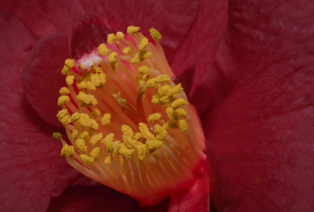 Macro Image of Stamen from Red Camellia