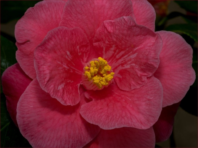 Macro Image of Red Camellia