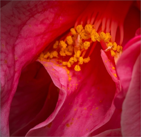 A Look Inside a Red Camellia