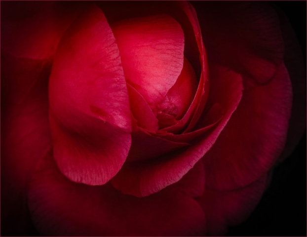 Macro Image of Red Camellia Just Before Full Bloom