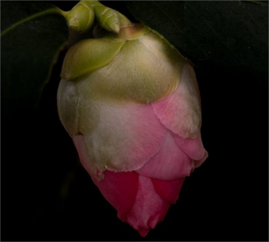 Macro Image of Red Camellia Just Before Blooming