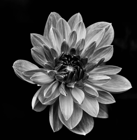 B&W A - Joseph Nightingale: Dahlia