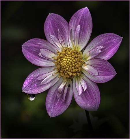 Color S - Barry Goldstein: Wet Dahlia