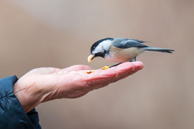 Black Capped Chickadee