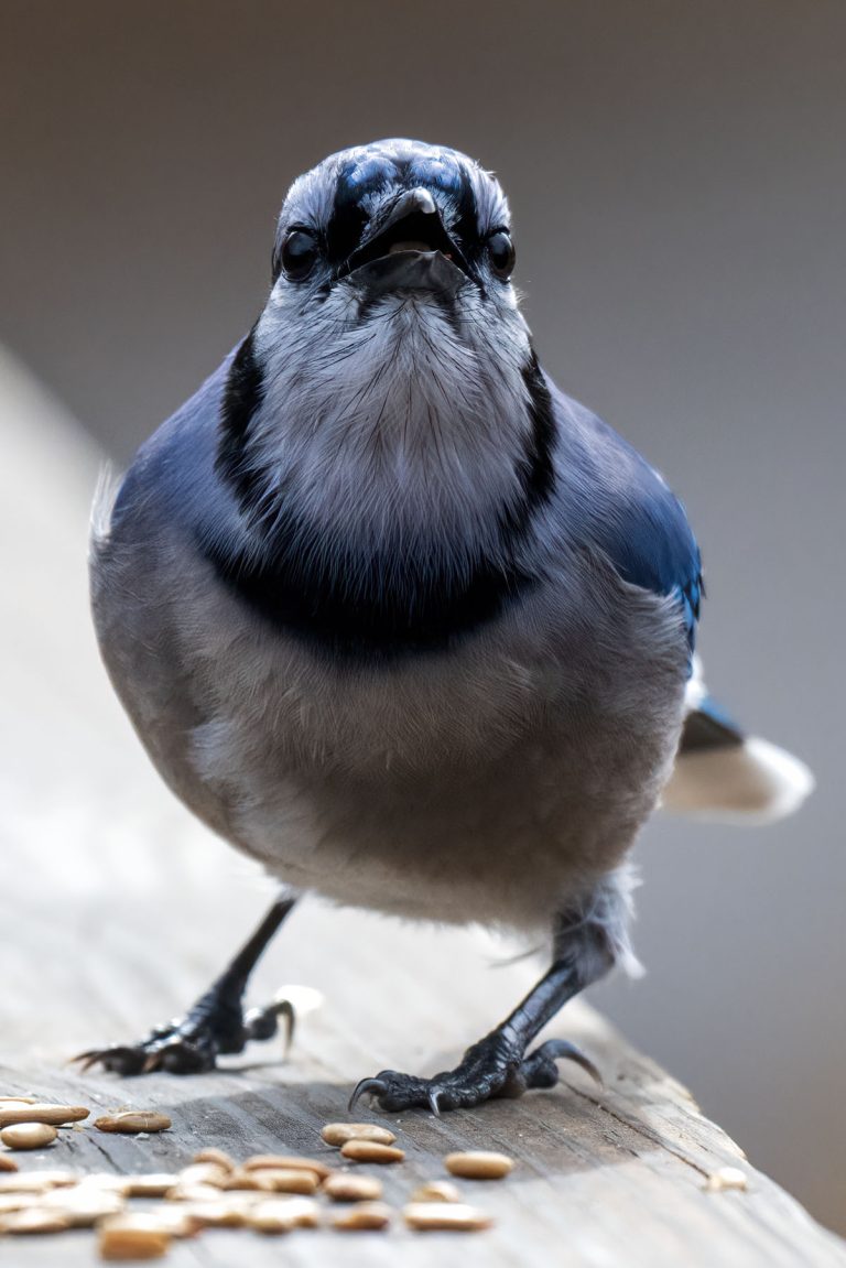 Close up of a Blue Jay