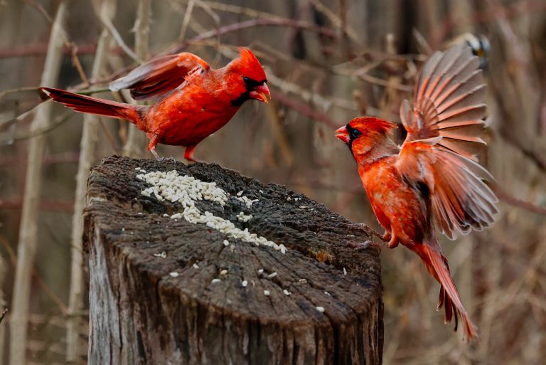 Two male cardinals landing on a tree stump