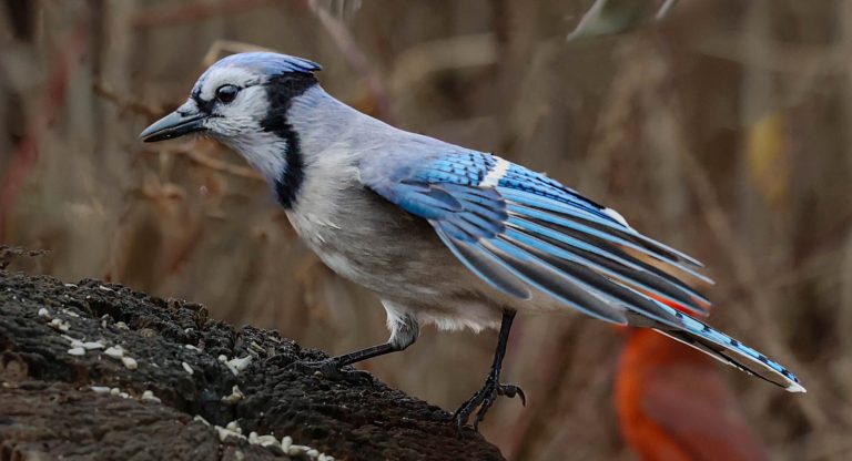 Image of Blue Jay on a tree stump