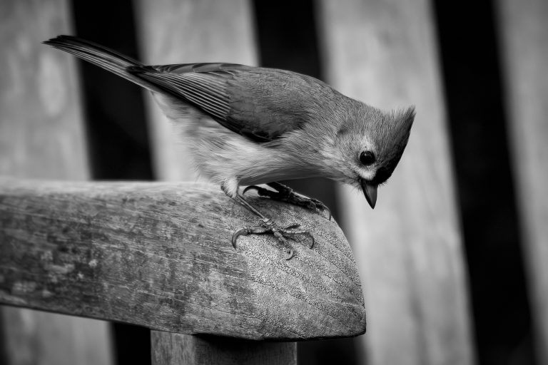 A Tufted Titmouse is on the Arm of Bench and looking down over the edge