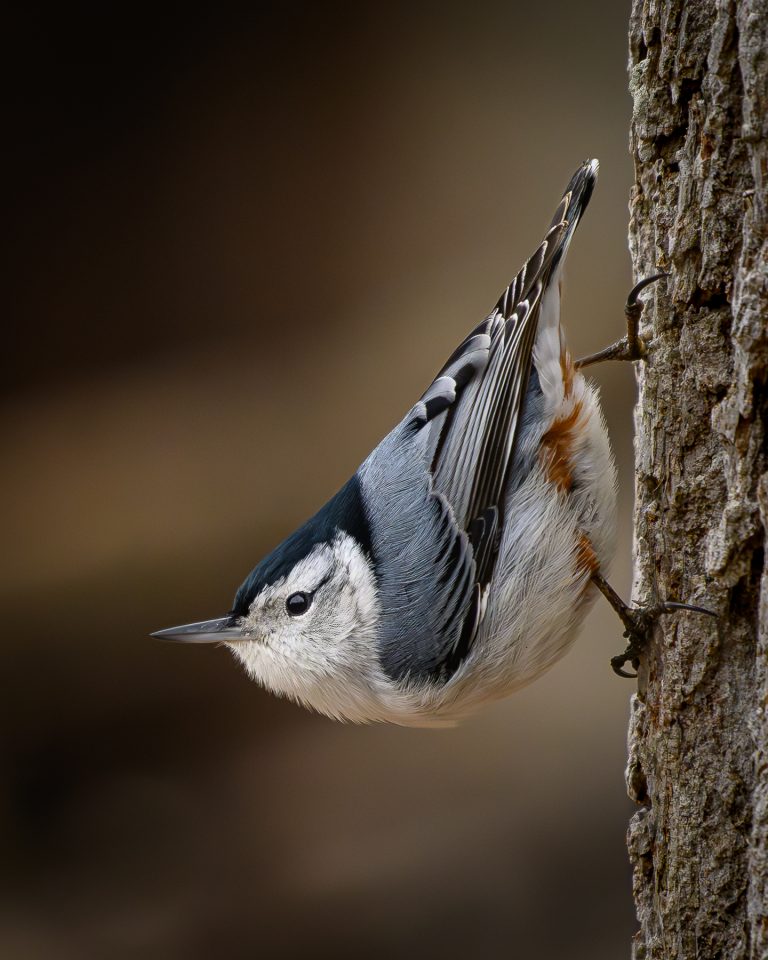 Profile view of White-breasted Nuthatch Clinging to the side of a tree