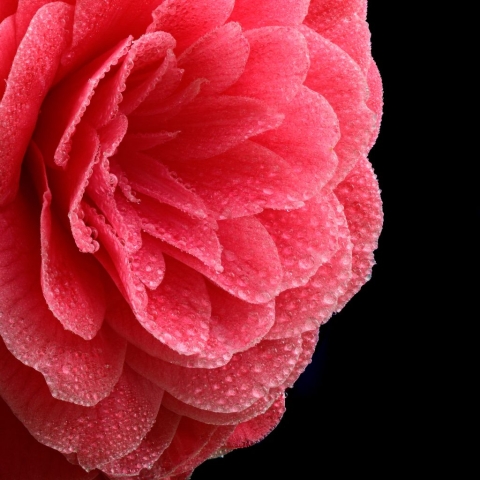 Closeup of a Red Camellia with Water Droplets