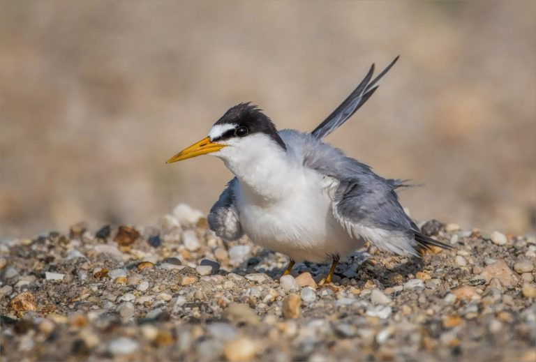 COLOR A - Kathy Baca: Fluffernutter