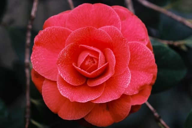 Closeup of Red Camellia