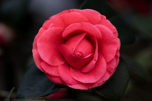 Closeup of Red Camellia