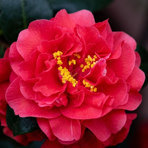 Closeup of Captain Rawes Camellia