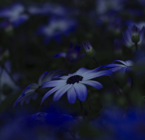 Closeup From a Field of Blue