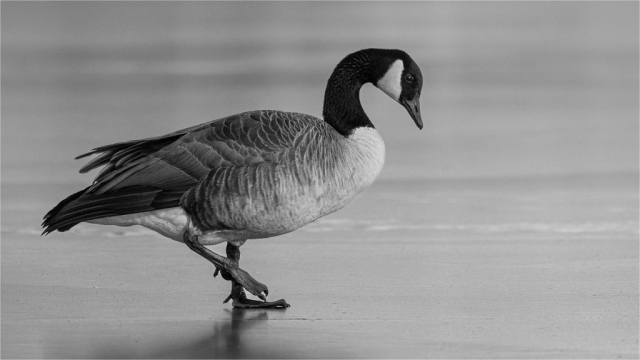 B&W A - Paul Kelly: Canada Goose Walking on Ice