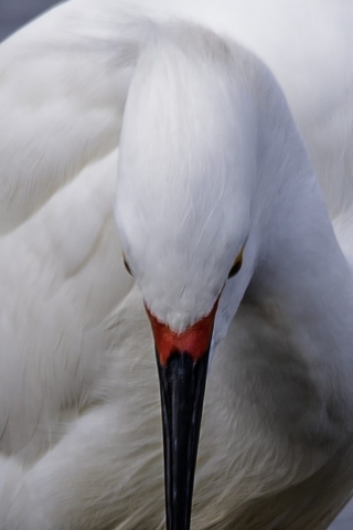 Snowy Egret