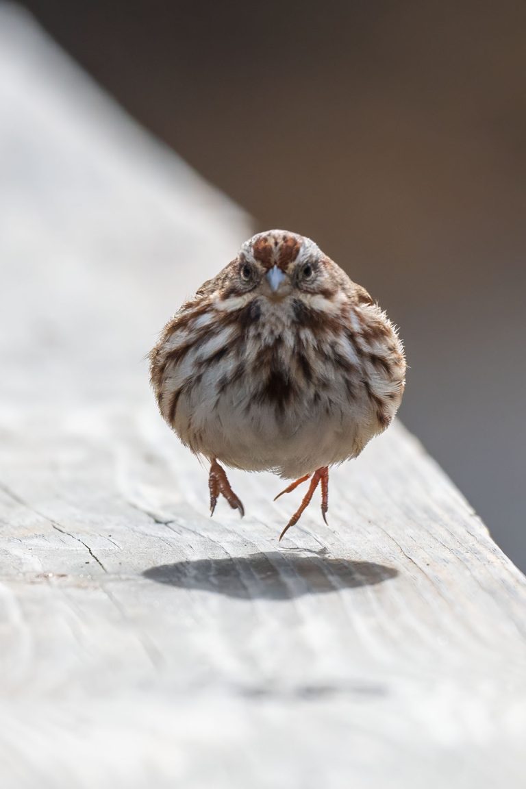 Closeup of a Song Sparrow