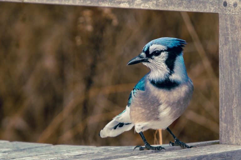 Blue Jay