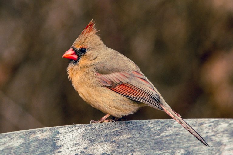 Female Cardinal