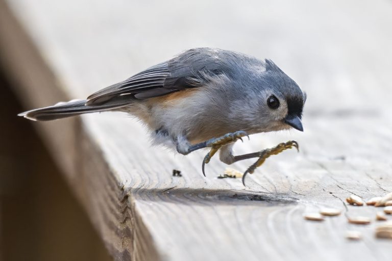 Tufted Titmouse Jumping