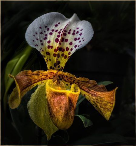 COLOR A - Vincent Como: Lady Slipper Orchid COLOR A - Vincent Como: Lady Slipper Orchid