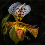 COLOR A - Vincent Como: Lady Slipper Orchid
