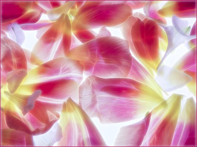 CREATIVE -Ellen Gallagher: Lightbox Tulip Petals CREATIVE -Ellen Gallagher: Lightbox Tulip Petals