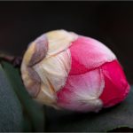 Red Camellia Getting Ready to Bloom