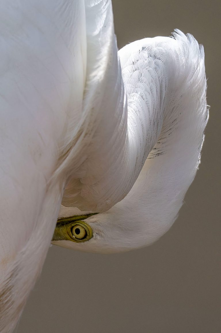 COLOR B - Laurie Ellis: Great Heron