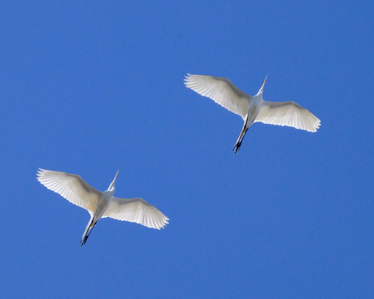 Pair of Great Egrets Flying Overhead