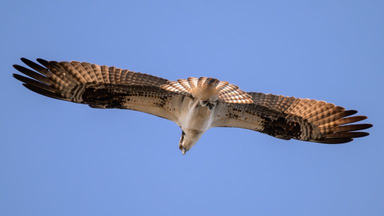 Underside View of Osprey with Wings fully Extended