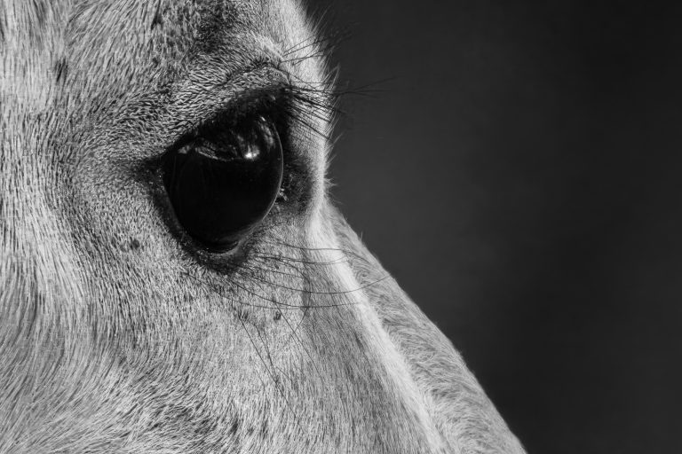 B&W closeup of the eye of an impala