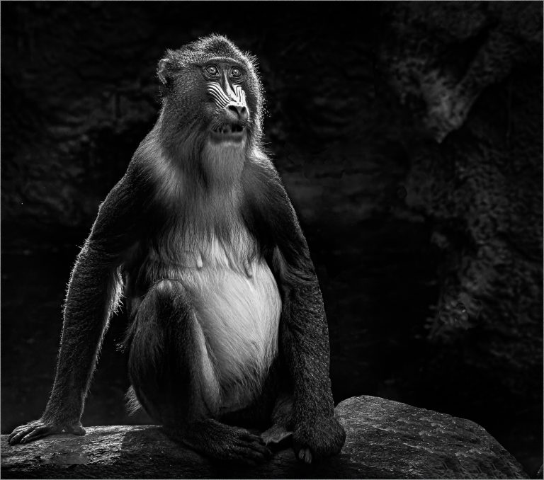 B&W A - Vincent Como: Mandrill On The Rocks