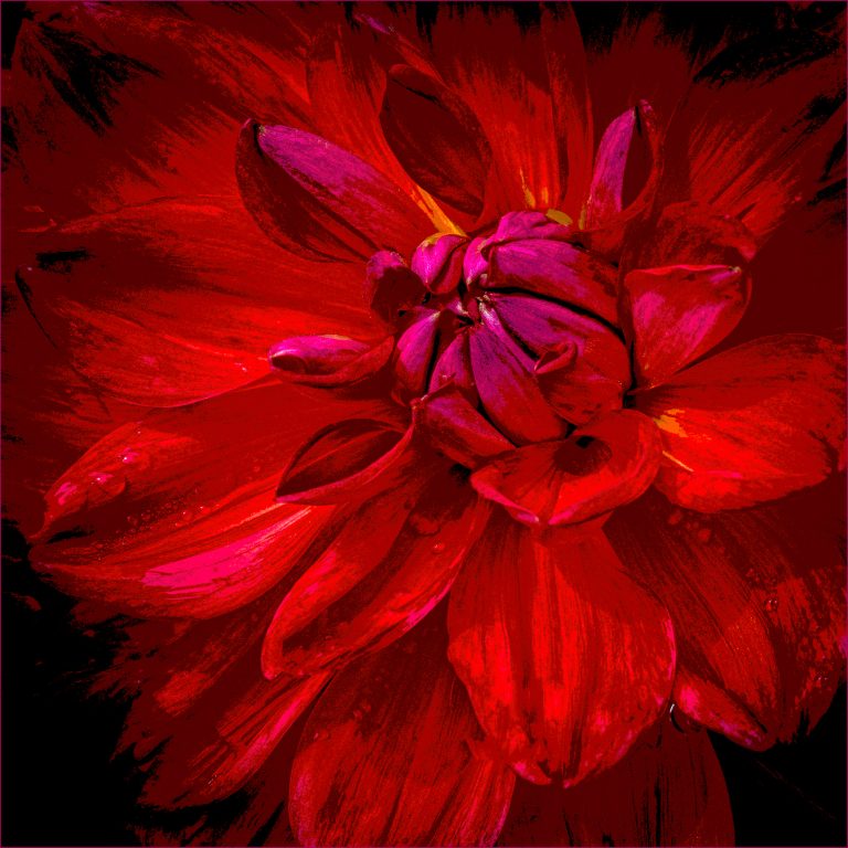 COLOR A - Vincent Como: Fire Red Dahlia