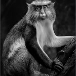 B&W A - Vincent Como: Looking At You