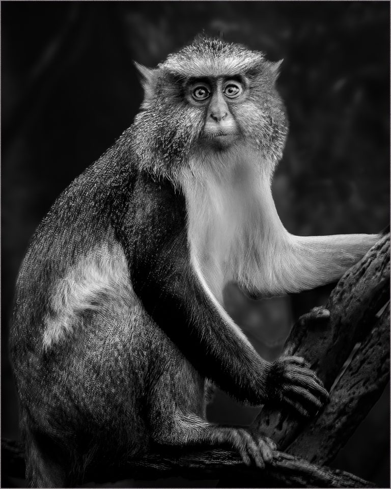 B&W A - Vincent Como: Looking At You