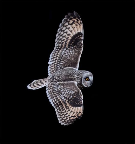 COLOR S - Bonnie Forman-Franco: Short Eared Owl Night Hunting