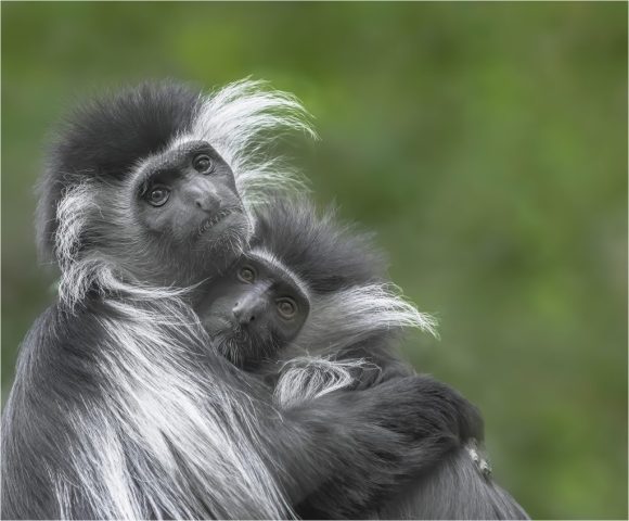 COLOR B - Ellen Dunn: Monkey Love